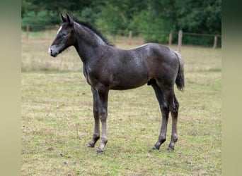 Connemara, Hengst, Fohlen (06/2026), 146 cm, Schimmel
