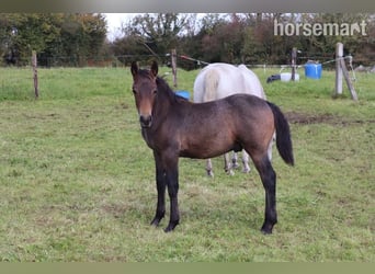 Connemara, Hengst, Fohlen (05/2025), 147 cm, Rotbrauner