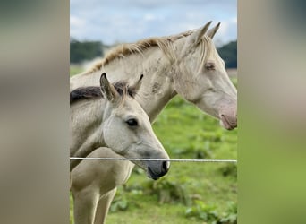 Connemara, Hengst, Fohlen (05/2025), 148 cm, Falbe