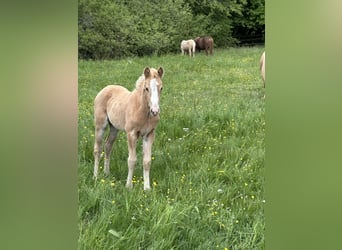Connemara Mix, Hengst, Fohlen (03/2026), 148 cm, Palomino