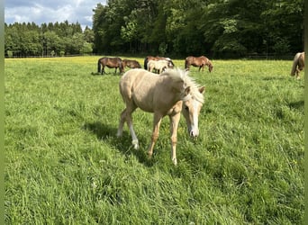 Connemara Mix, Hengst, Fohlen (03/2026), 148 cm, Palomino
