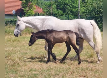 Connemara, Hengst, Fohlen (05/2023), 148 cm, Schimmel