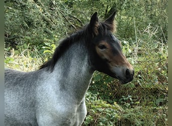 Connemara, Hengst, Fohlen (06/2026), 152 cm, Roan-Bay