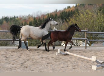 Connemara, Hengst, Fohlen (04/2024), Brauner