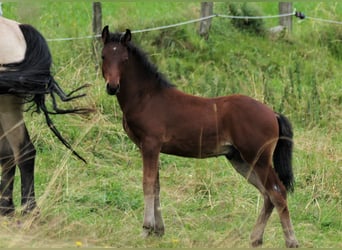 Connemara, Hengst, Fohlen (04/2024), Brauner