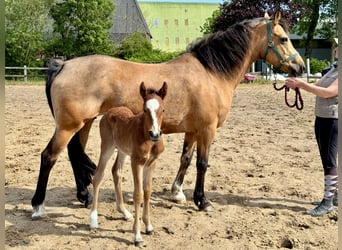 Connemara, Hengst, Fohlen (05/2025), Hellbrauner