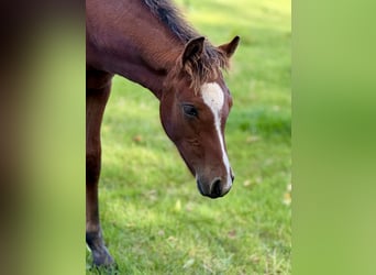 Connemara, Hengst, Fohlen (05/2025), Hellbrauner
