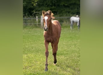 Connemara, Hengst, Fohlen (05/2025), Hellbrauner