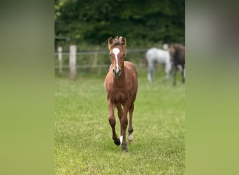 Connemara, Hengst, Fohlen (05/2025), Hellbrauner