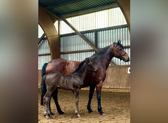 Connemara, Hengst, , Rappe