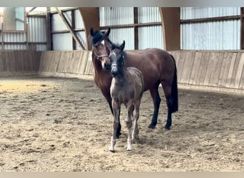Connemara, Hengst, , Rappe