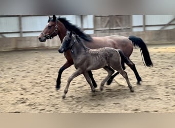 Connemara, Hengst, , Rappe