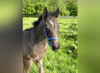 Connemara, Hengst, , Rappe