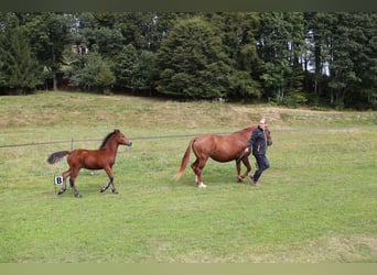 Connemara, Hengst, veulen (05/2024), 145 cm, Bruin