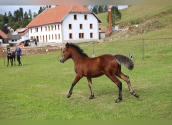 Connemara, Hengst, veulen (05/2024), 145 cm, Bruin