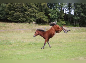 Connemara, Hengst, veulen (05/2024), 145 cm, Bruin