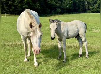 Connemara, Hengst, Veulen (05/2025), 148 cm, Falbe