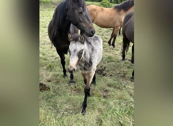 Connemara Mix, Hengst, Veulen (03/2026), 148 cm, Palomino