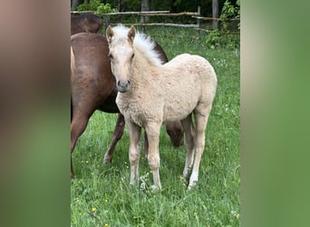 Connemara Mix, Hengst, Veulen (03/2026), 148 cm, Palomino