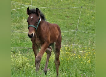 Connemara, Hengst, veulen (04/2024), Bruin