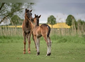 Connemara, Hengst, Veulen (04/2025), Donkerbruin