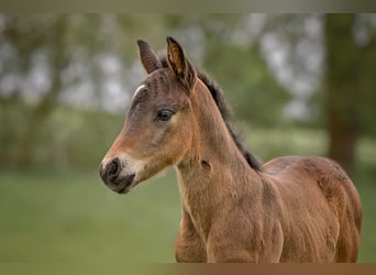Connemara, Hengst, Veulen (04/2025), Donkerbruin