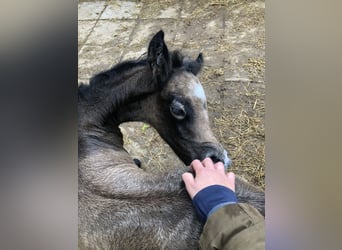 Connemara, Hingst, 3 år, 146 cm, Braunfalbschimmel