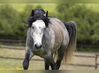 Connemara, Hingst, 3 år, 146 cm, Braunfalbschimmel