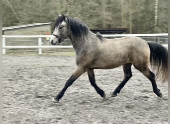 Connemara, Hingst, 3 år, 146 cm, Braunfalbschimmel