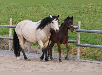 Connemara, Hingst, Föl (04/2024), Brun