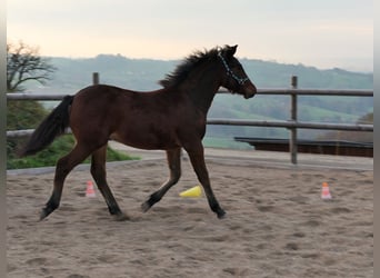 Connemara, Hingst, Föl (04/2024), Brun