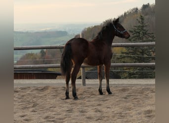 Connemara, Hingst, Föl (04/2024), Brun