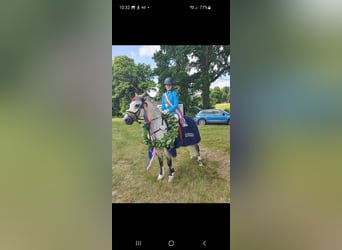 Connemara, Hongre, 10 Ans, 142 cm, Gris