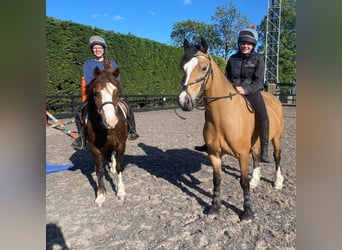 Connemara, Hongre, 10 Ans, 148 cm, Isabelle