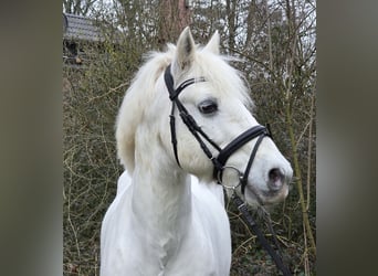 Connemara Croisé, Hongre, 10 Ans, 149 cm, Gris