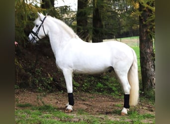 Connemara Croisé, Hongre, 10 Ans, 149 cm, Gris