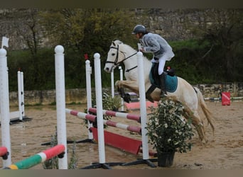 Connemara, Hongre, 11 Ans, 142 cm, Gris