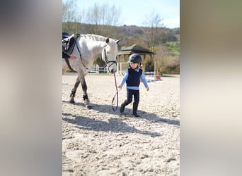 Connemara, Hongre, 11 Ans, 148 cm, Gris