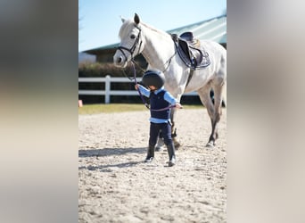 Connemara, Hongre, 11 Ans, 148 cm, Gris