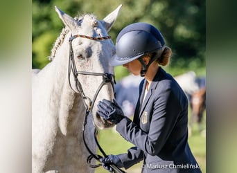 Connemara, Hongre, 12 Ans, 148 cm, Gris