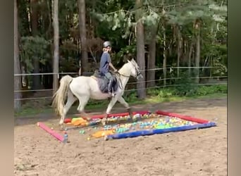Connemara, Hongre, 13 Ans, 145 cm, Gris