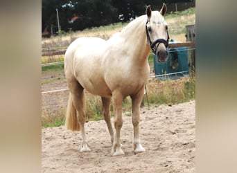 Connemara Croisé, Hongre, 13 Ans, Palomino