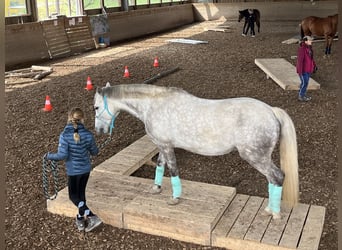 Connemara, Hongre, 14 Ans, 143 cm, Gris pommelé