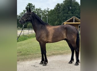 Connemara, Hongre, 14 Ans, 160 cm, Bai brun foncé