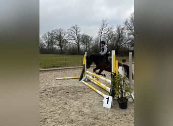 Connemara, Hongre, 15 Ans, 130 cm