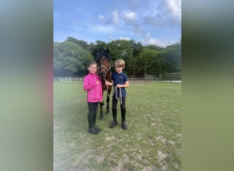 Connemara, Hongre, 15 Ans, 130 cm