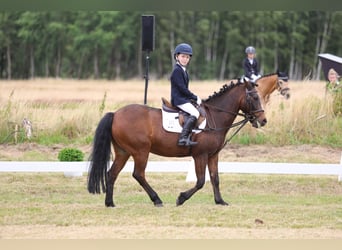 Connemara, Hongre, 15 Ans, 130 cm
