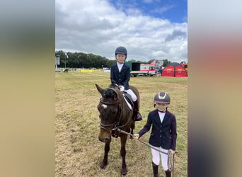 Connemara, Hongre, 15 Ans, 130 cm