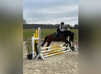 Connemara, Hongre, 15 Ans, 130 cm