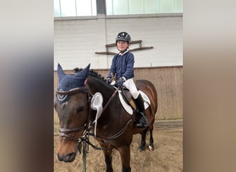 Connemara, Hongre, 15 Ans, 130 cm